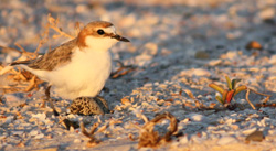 Red Cap Plover